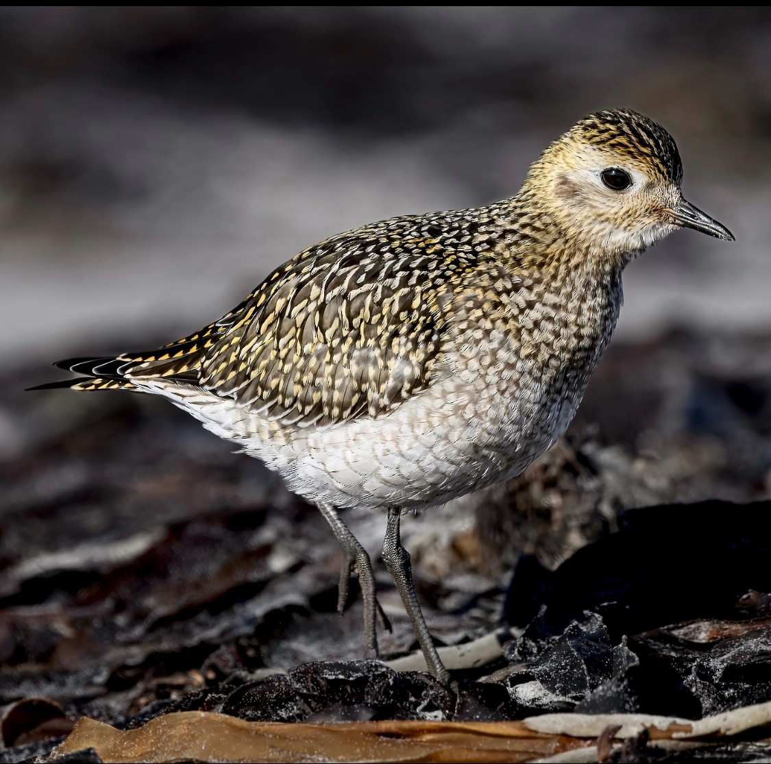 European Golden-Plover - ML643778360