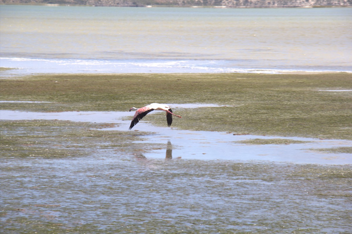 rosenflamingo - ML643778372