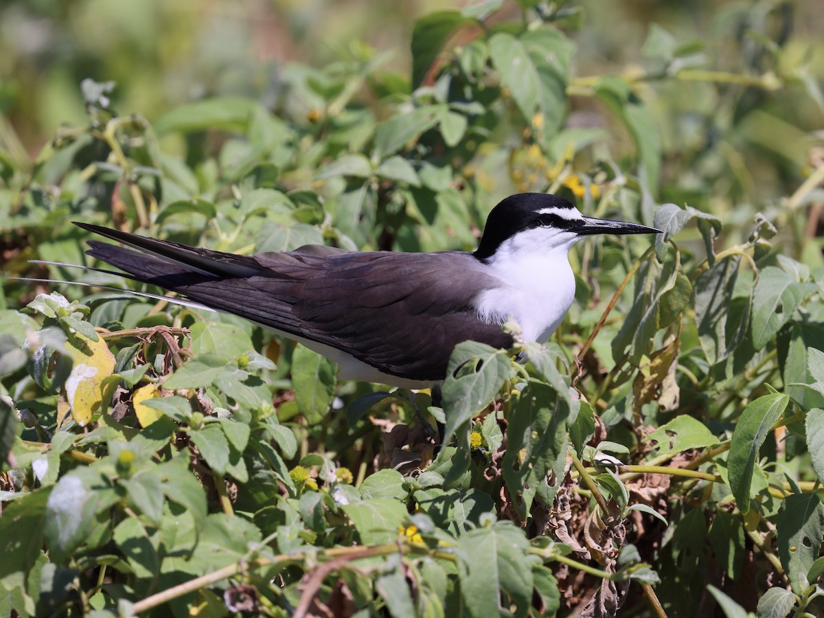 Bridled Tern - ML643778416