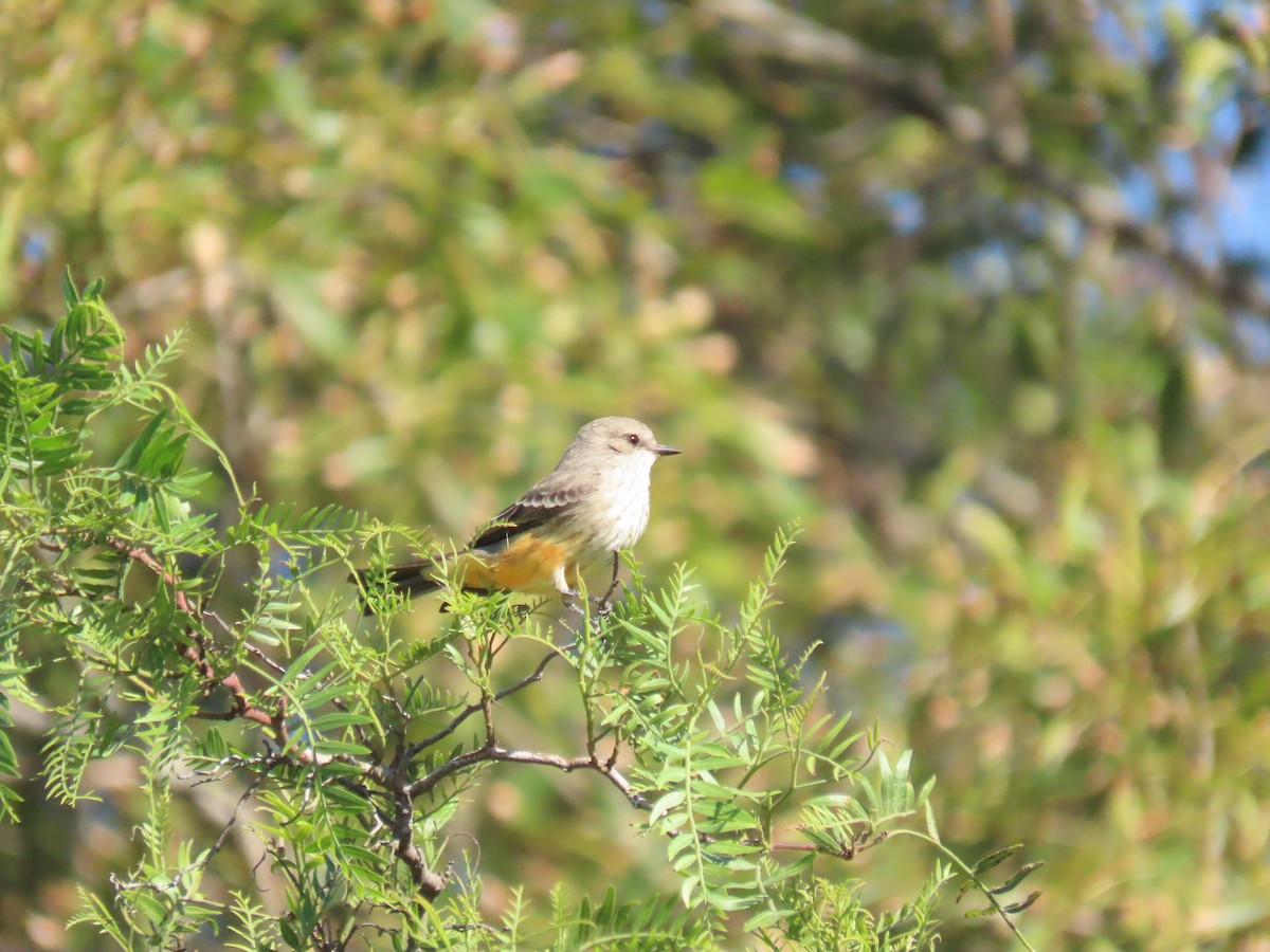 Vermilion Flycatcher - ML643778424