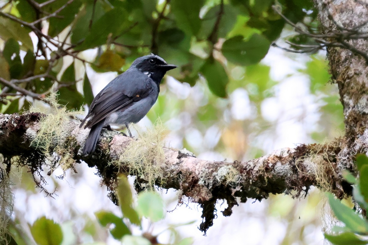 Black-throated Robin - ML643778426