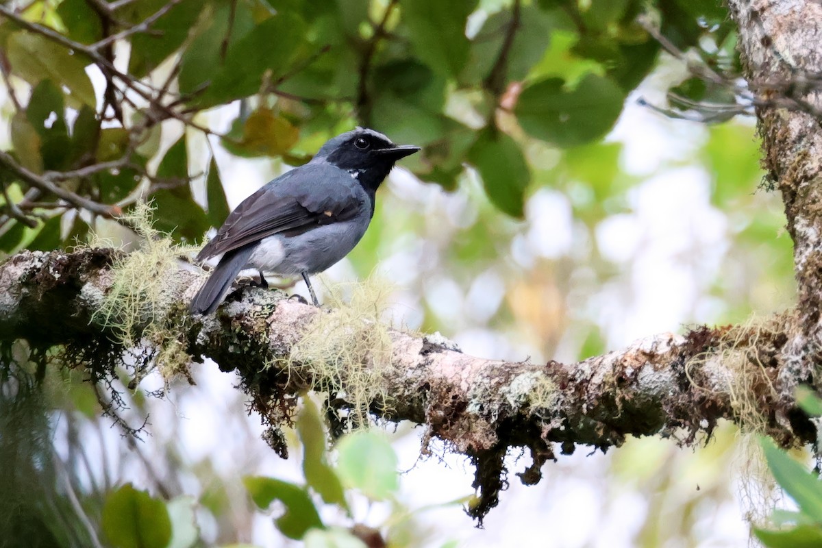 Black-throated Robin - ML643778427