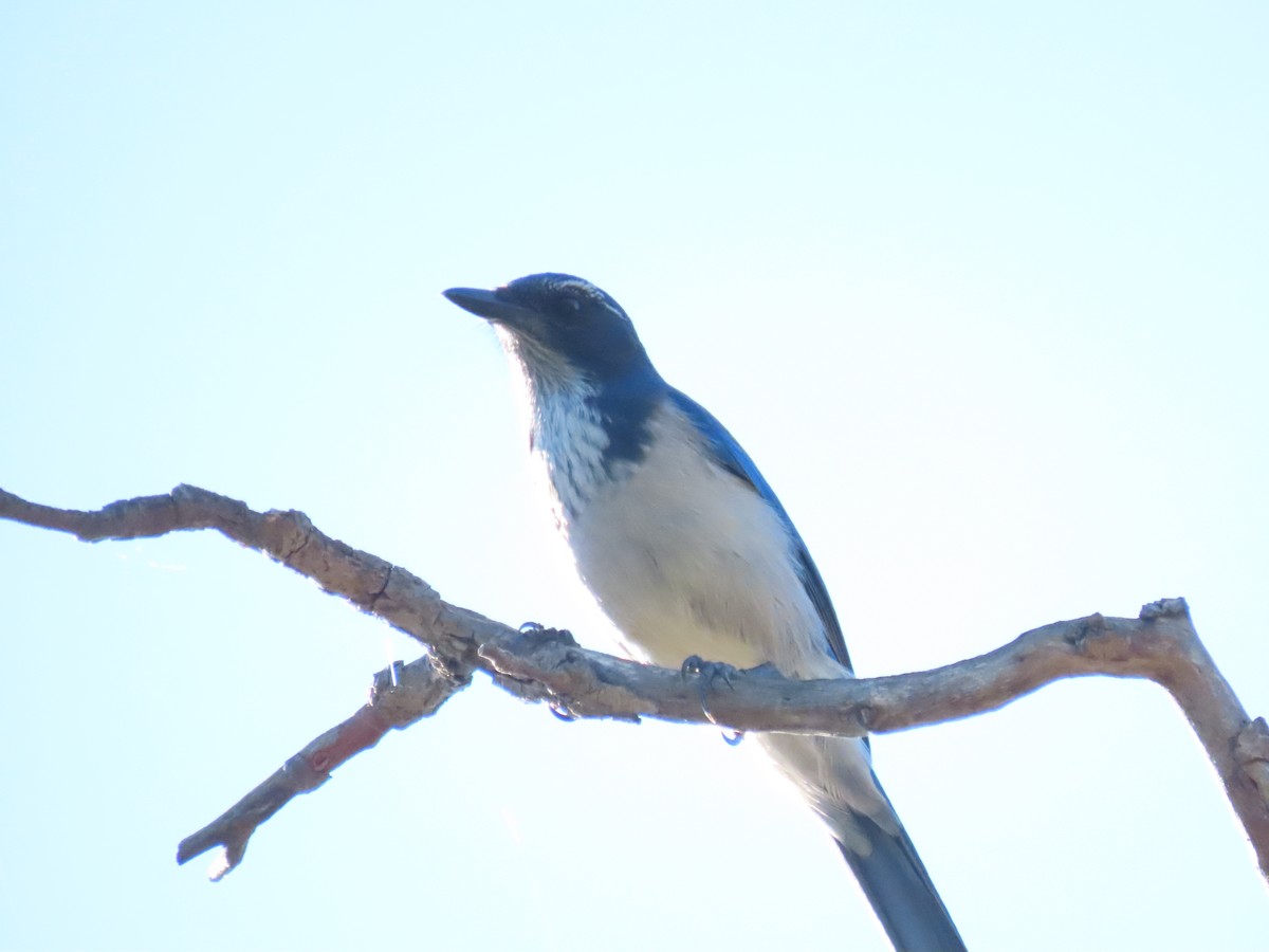 California Scrub-Jay - ML643778435