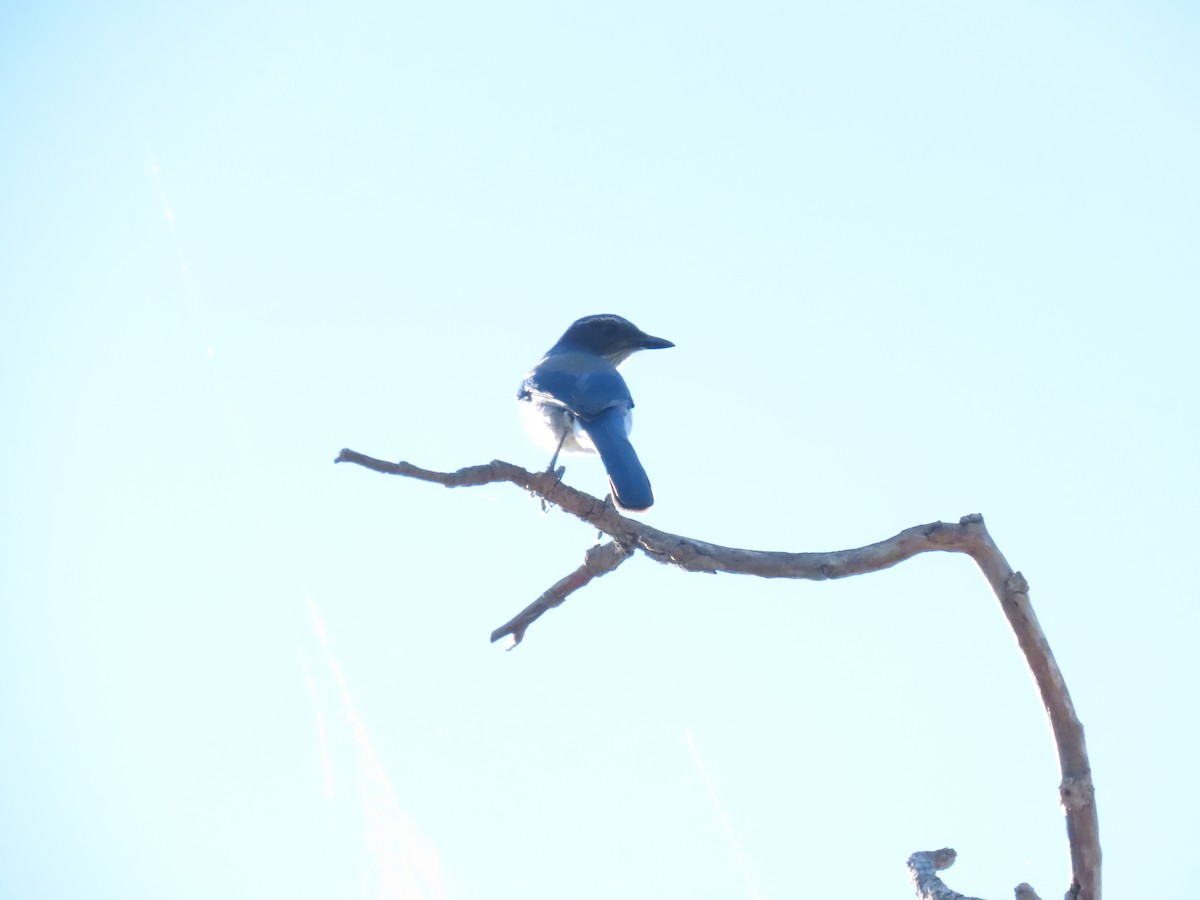 California Scrub-Jay - ML643778436
