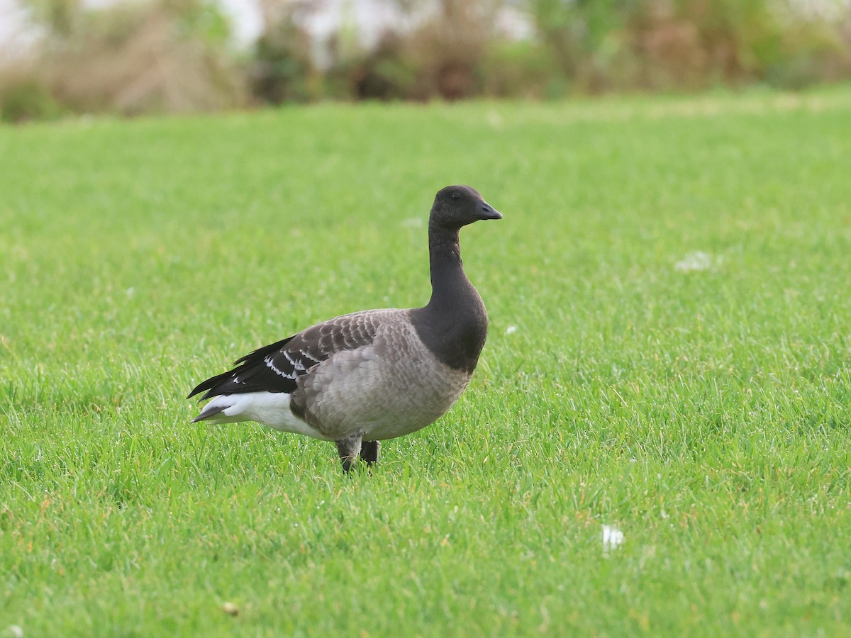 Brant - ML643778440