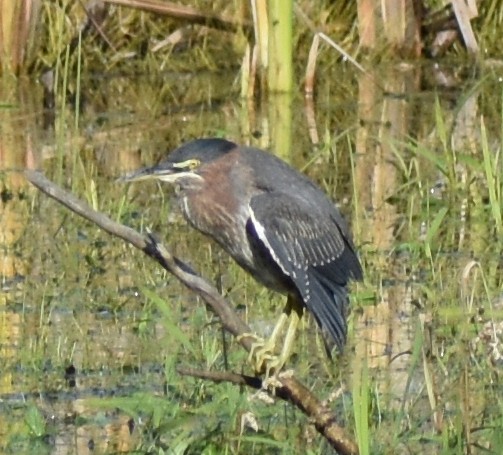Green Heron - ML643778460