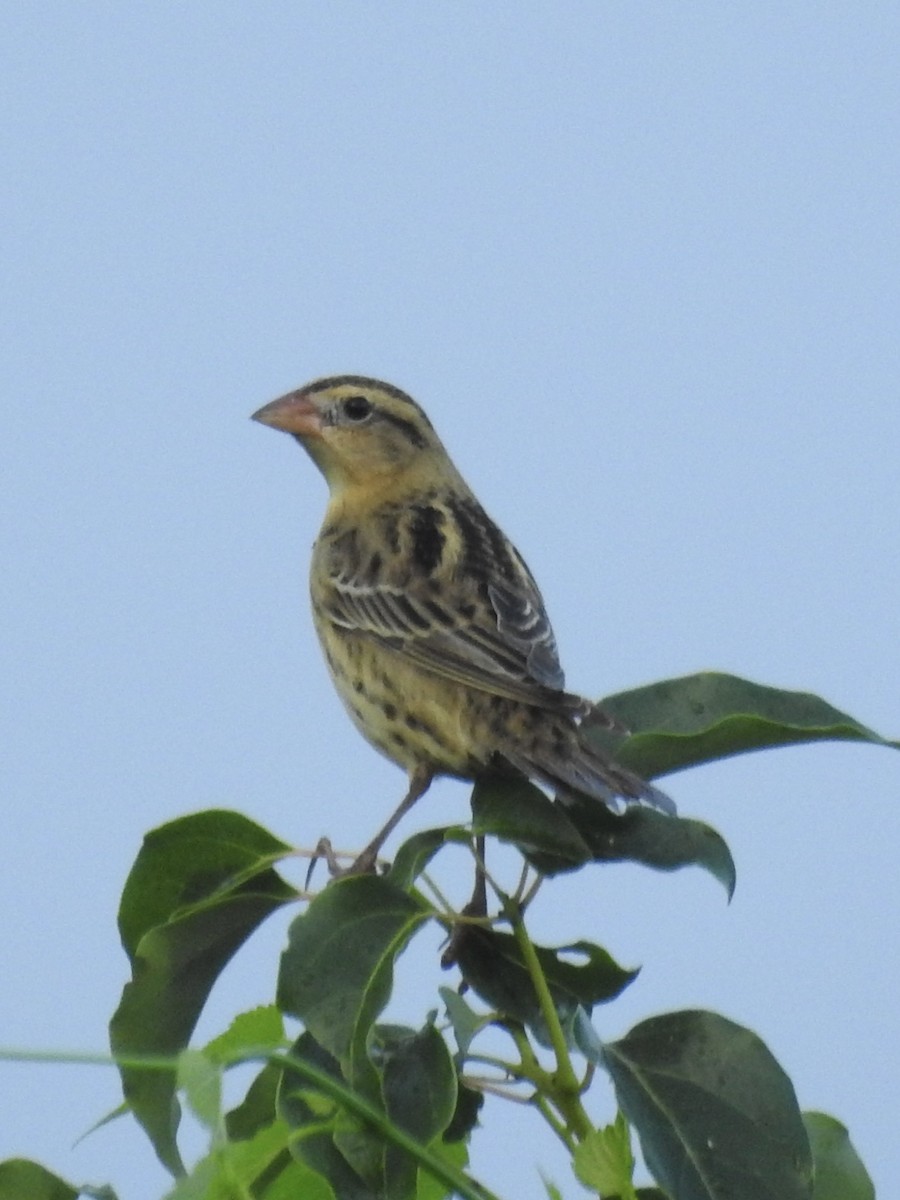 Bobolink - ML643778462