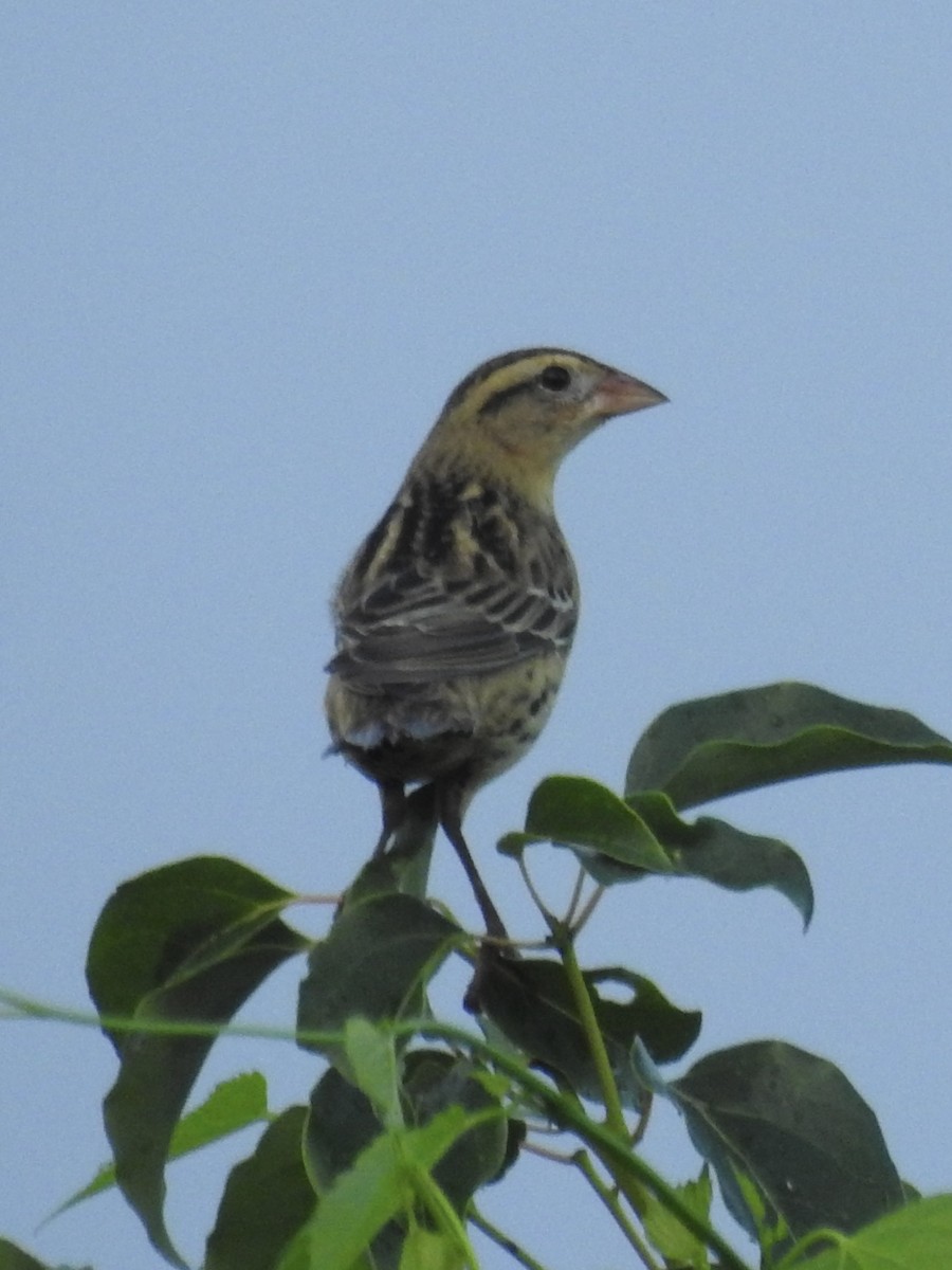 Bobolink - ML643778463