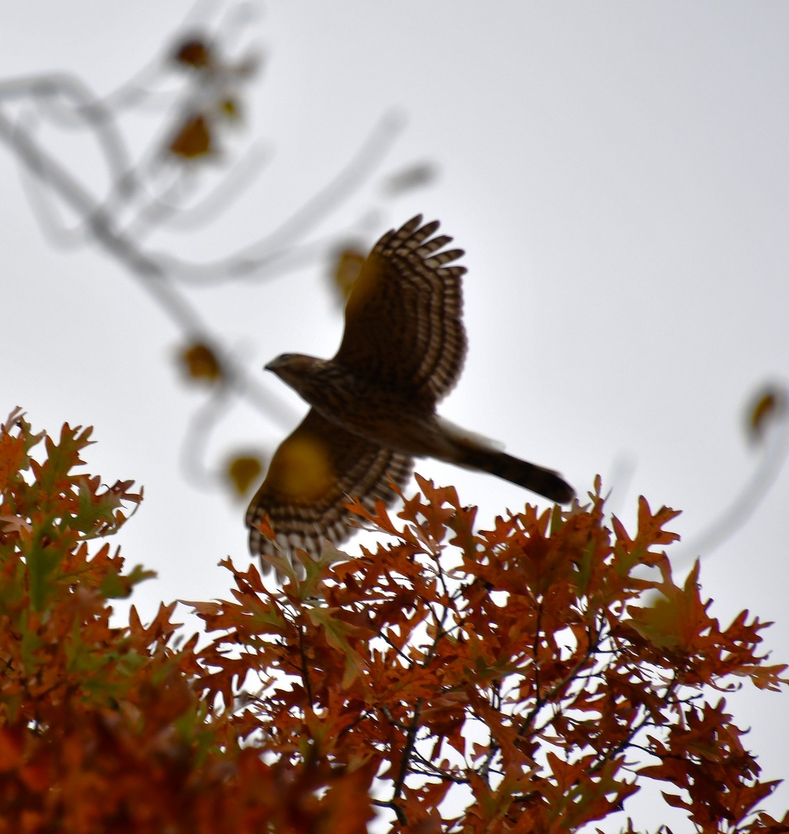Cooper's Hawk - ML643778480