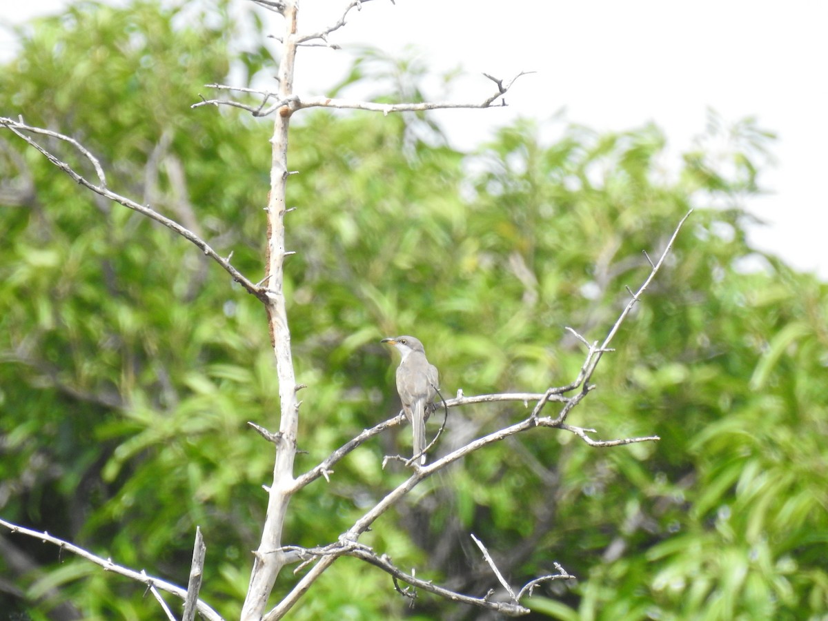 Yellow-billed Cuckoo - ML643778494