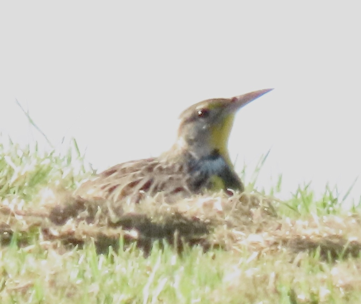 Western Meadowlark - ML643778497