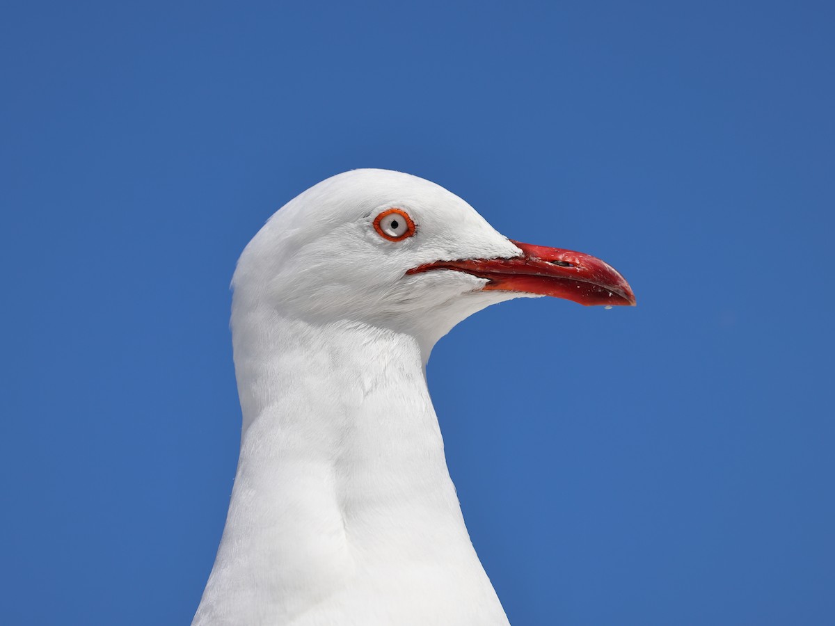 Mouette argentée - ML643778498