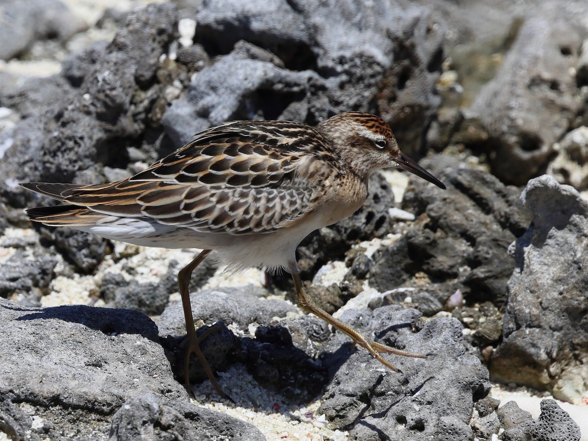 Bécasseau à queue pointue - ML643778519