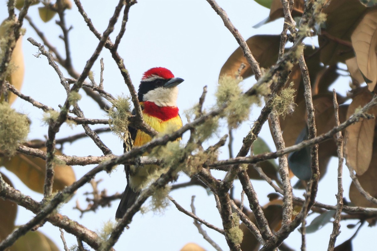 Scarlet-banded Barbet - ML643778520
