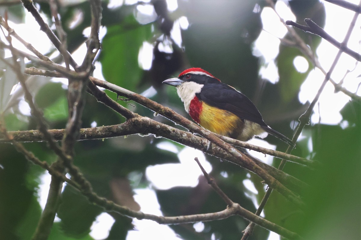 Scarlet-banded Barbet - ML643778522