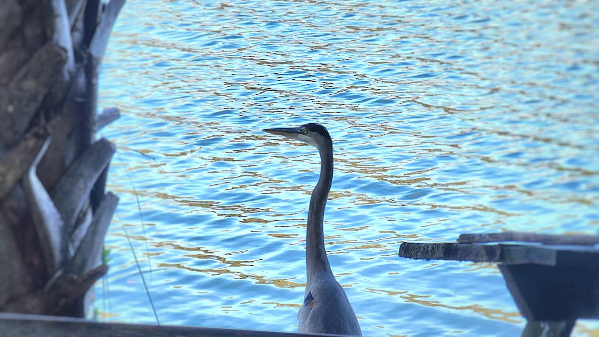 Great Blue Heron - ML643778529