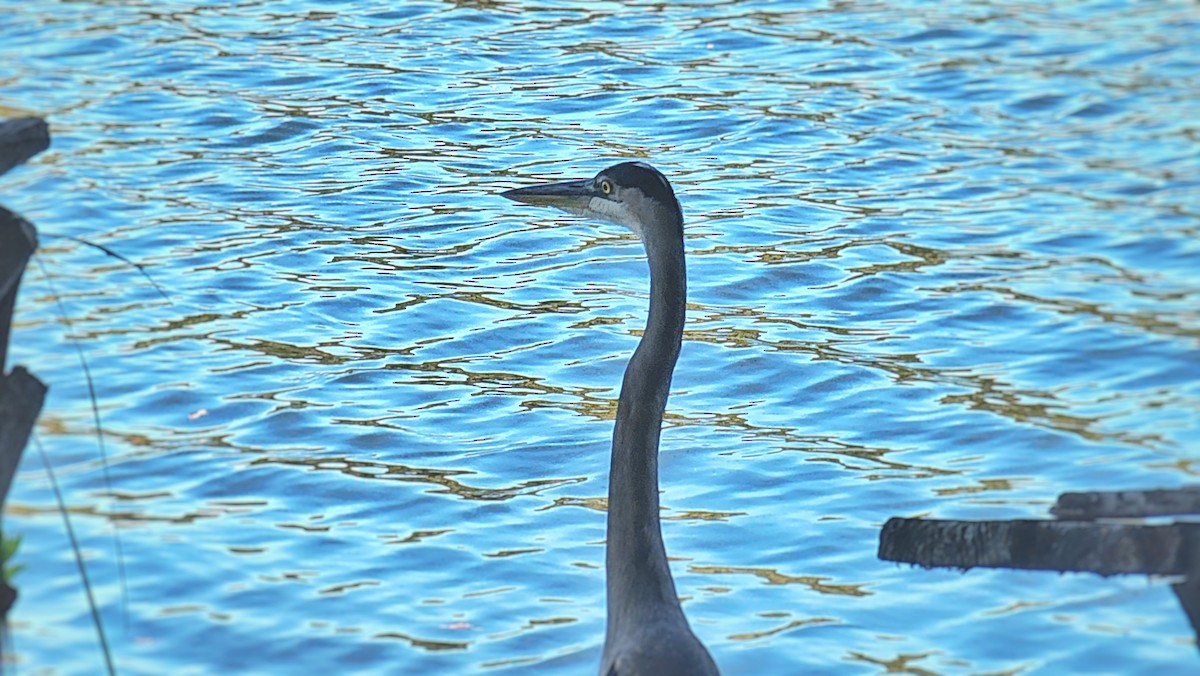 Great Blue Heron - ML643778530