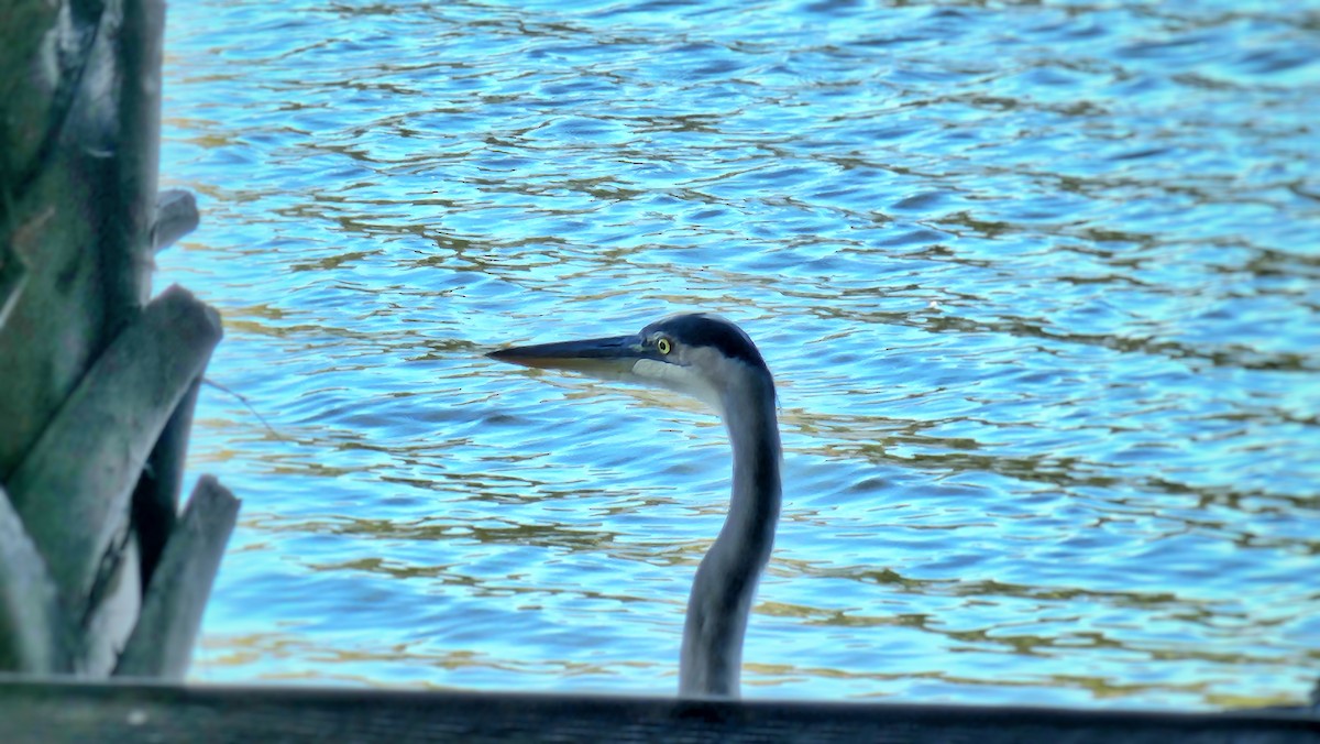 Great Blue Heron - ML643778531