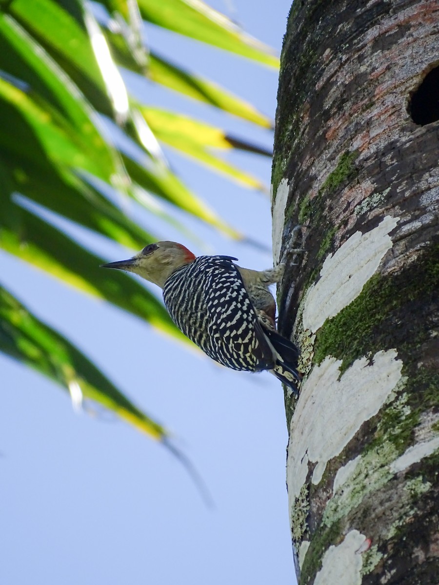 Red-crowned Woodpecker - ML643778544