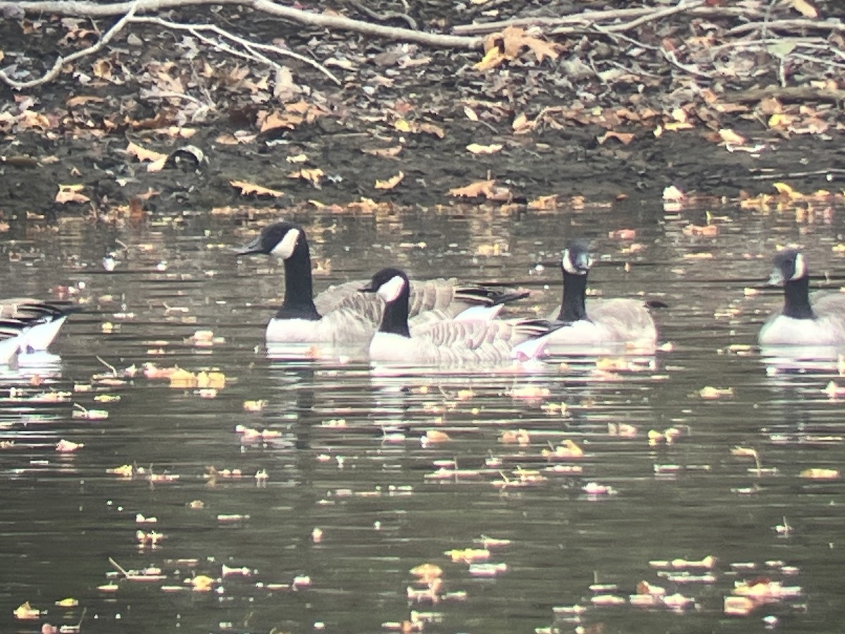 Cackling Goose - ML643778545