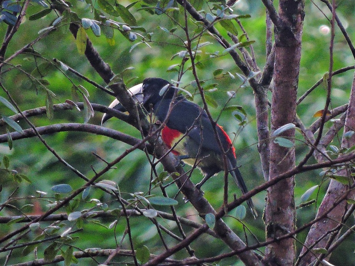 arassari černokrký - ML643778557