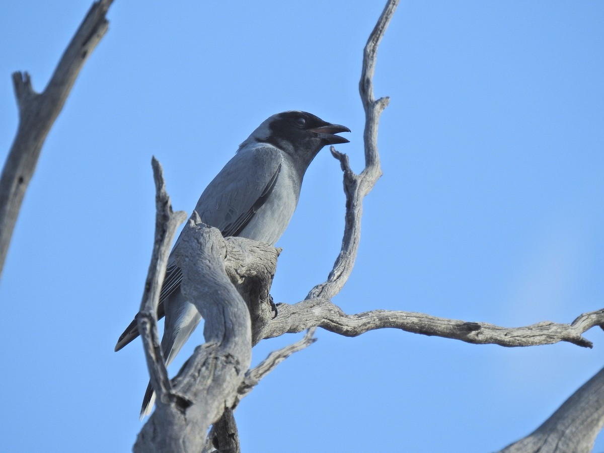 Black-faced Cuckooshrike - ML643778560