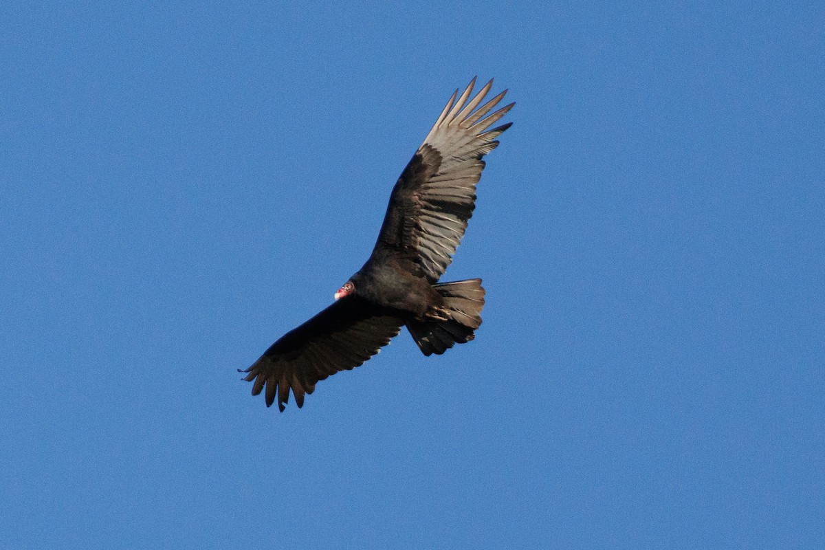 Turkey Vulture - ML643778570