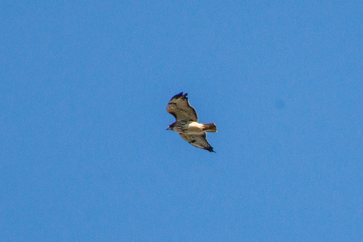 Red-tailed Hawk - ML643778575