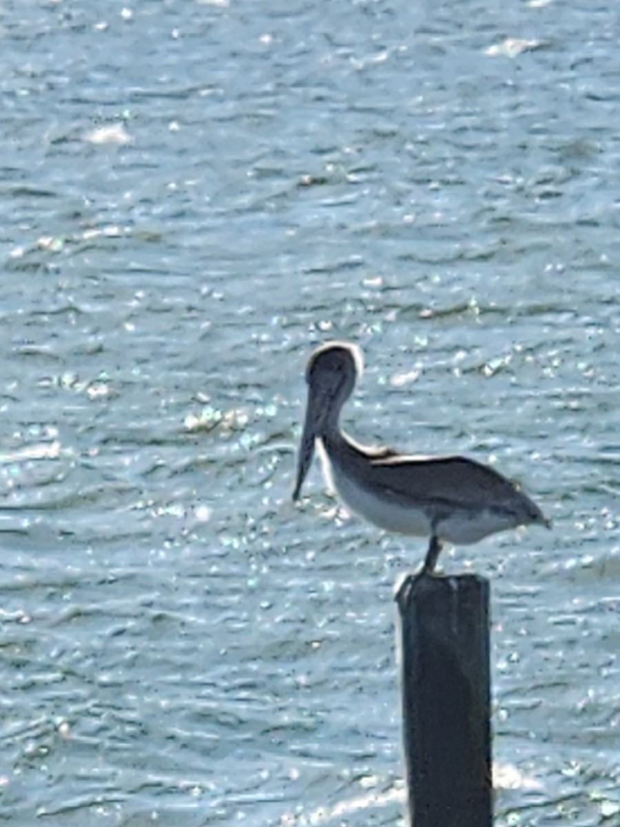 Brown Pelican - ML643778602