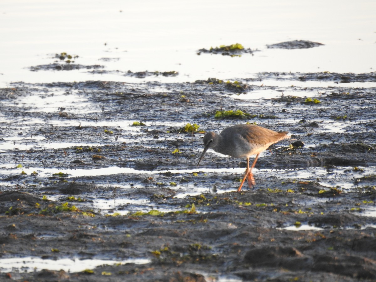 Common Redshank - ML643778603