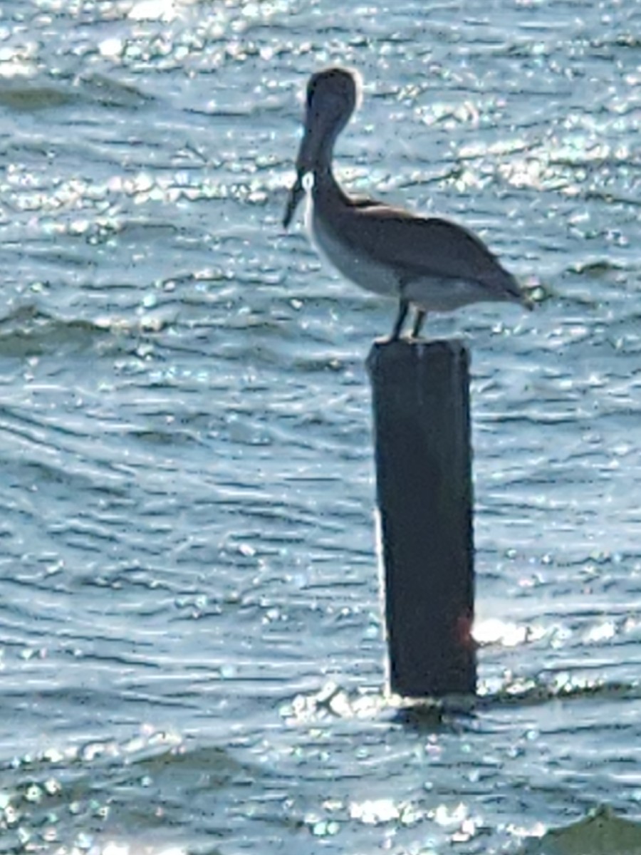 Brown Pelican - ML643778613