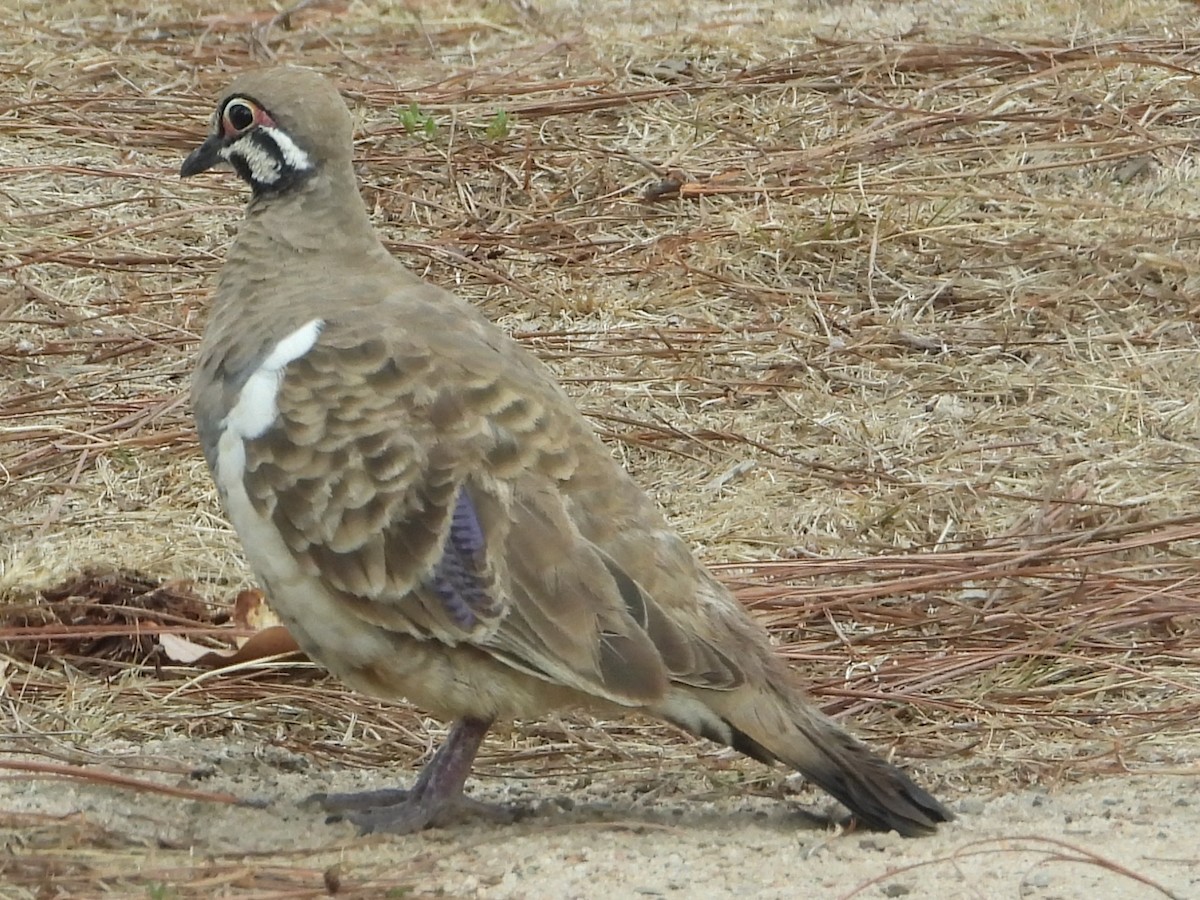 Squatter Pigeon - ML643778620