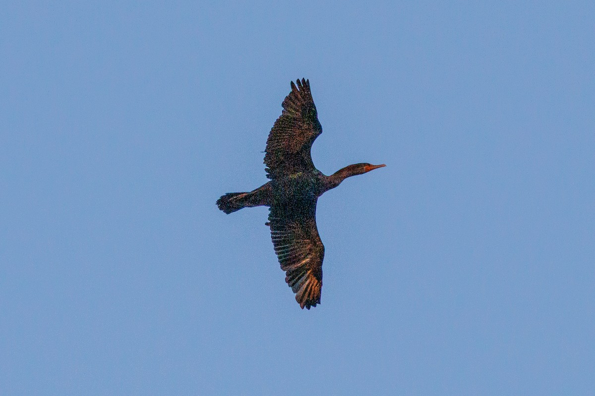 Double-crested Cormorant - ML643778624