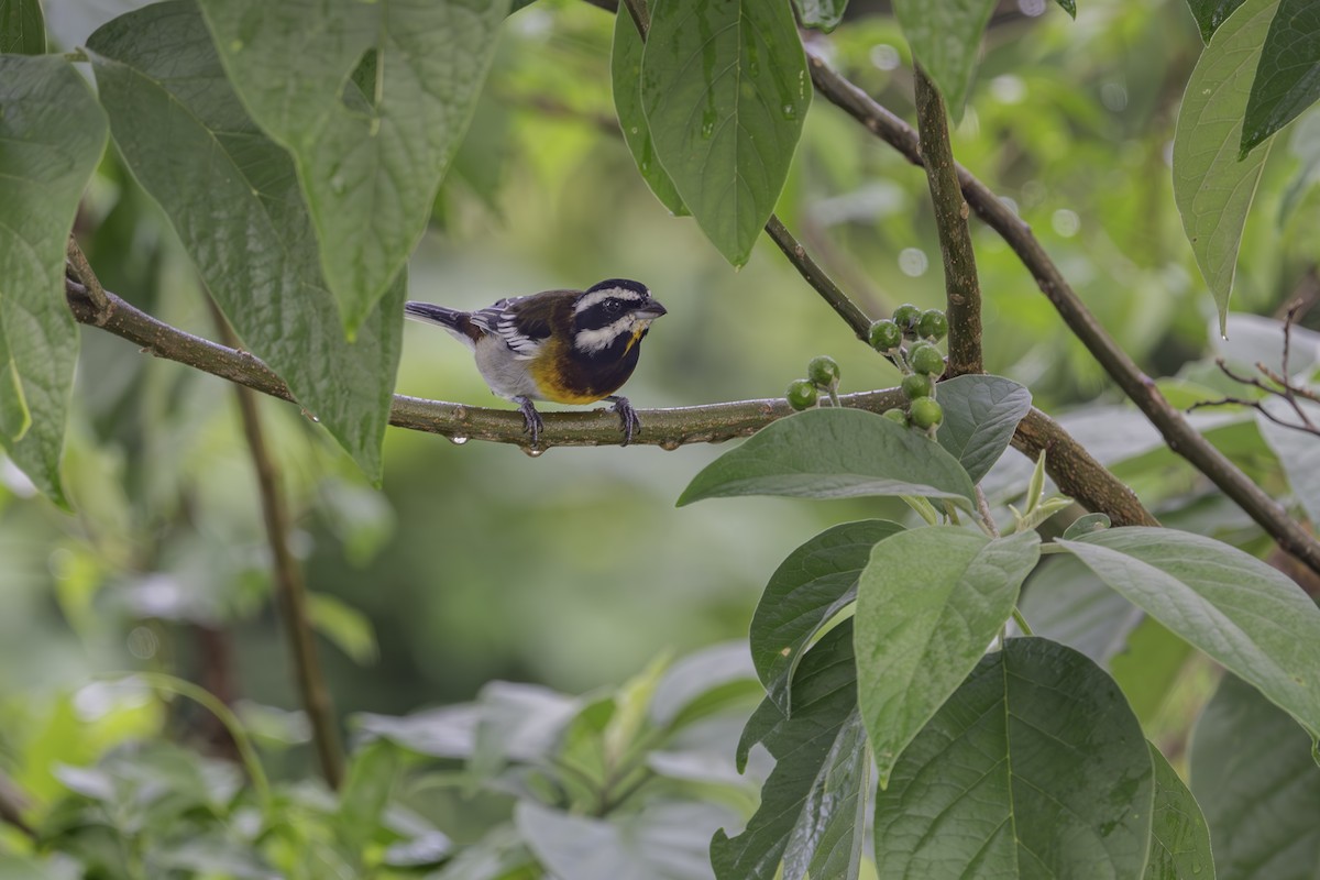 Western Spindalis (Cozumel I.) - ML643778645