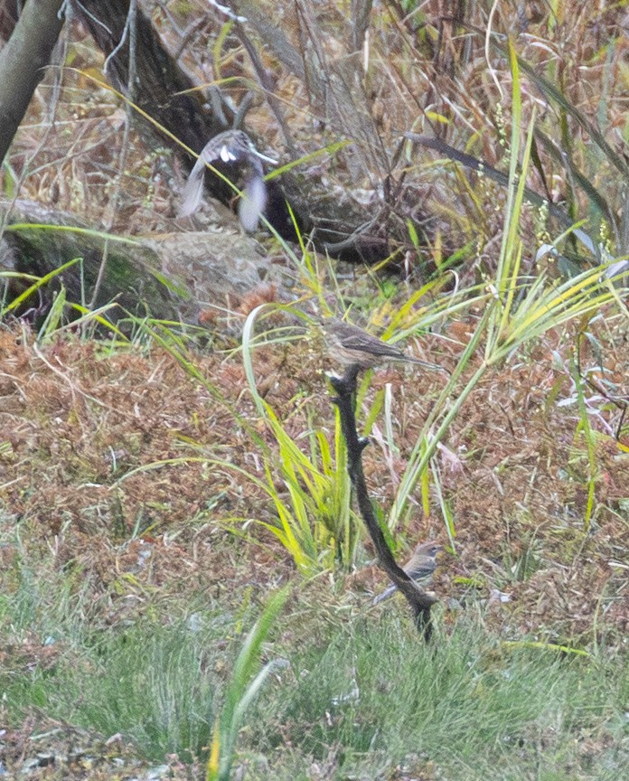 Spioncello del Pacifico - ML643778646