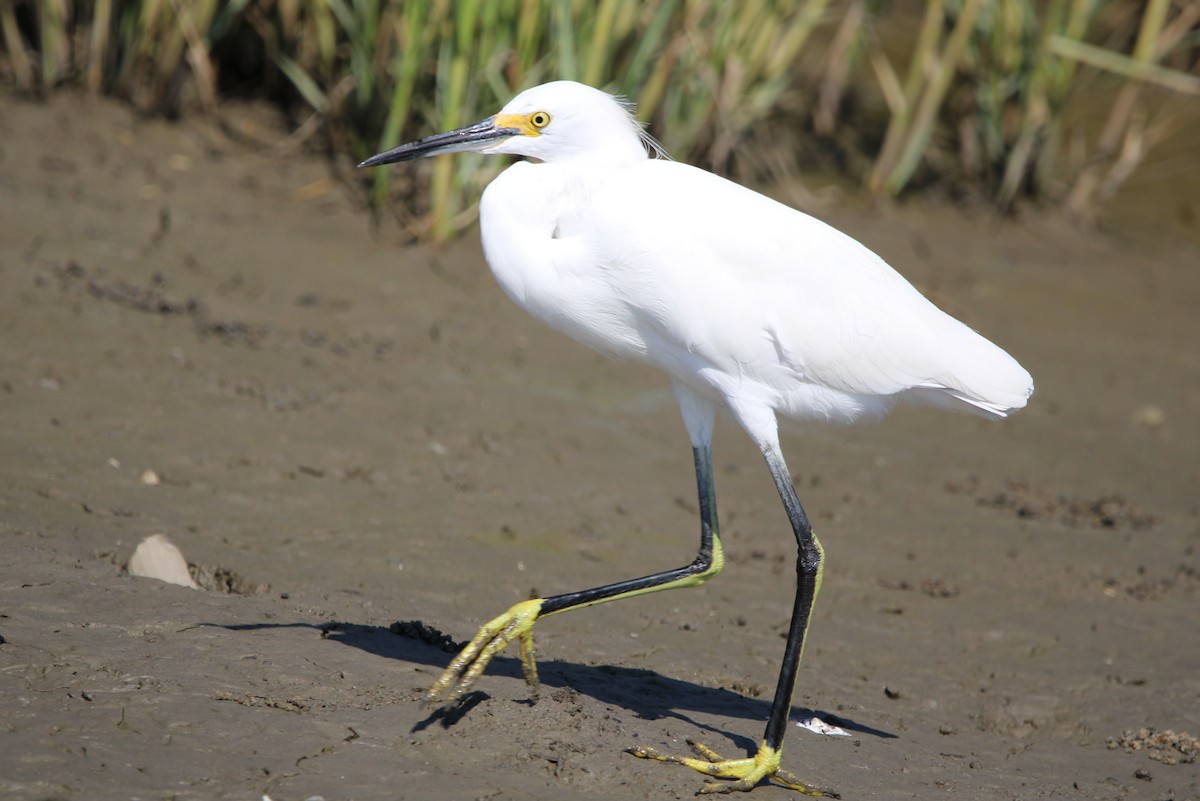 Snowy Egret - ML643778652