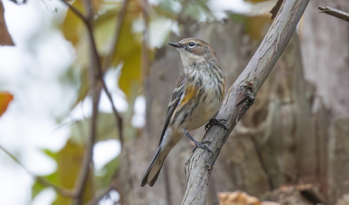 Yellow-rumped Warbler - ML643778663