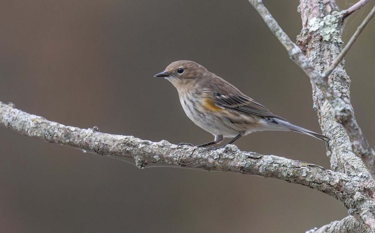 Yellow-rumped Warbler - ML643778664