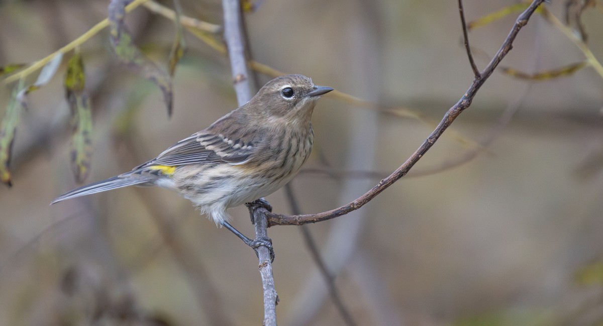 Yellow-rumped Warbler - ML643778676