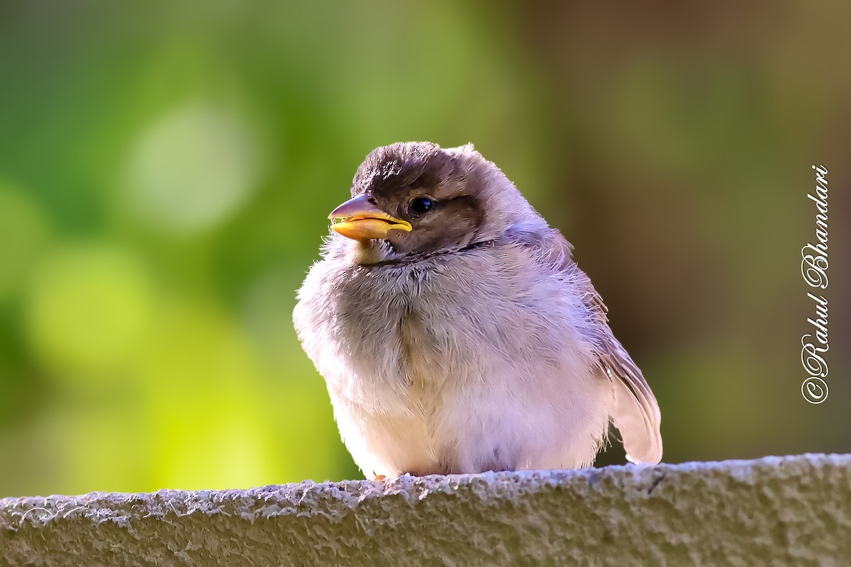 House Sparrow - ML643778682
