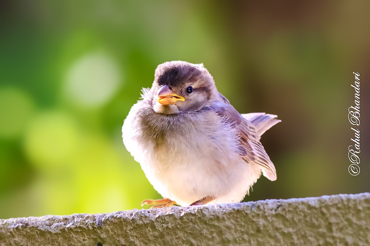 House Sparrow - ML643778683