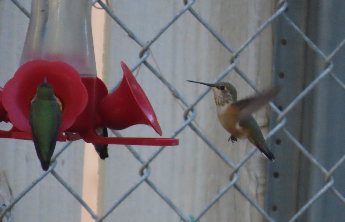Rufous Hummingbird - ML643778684