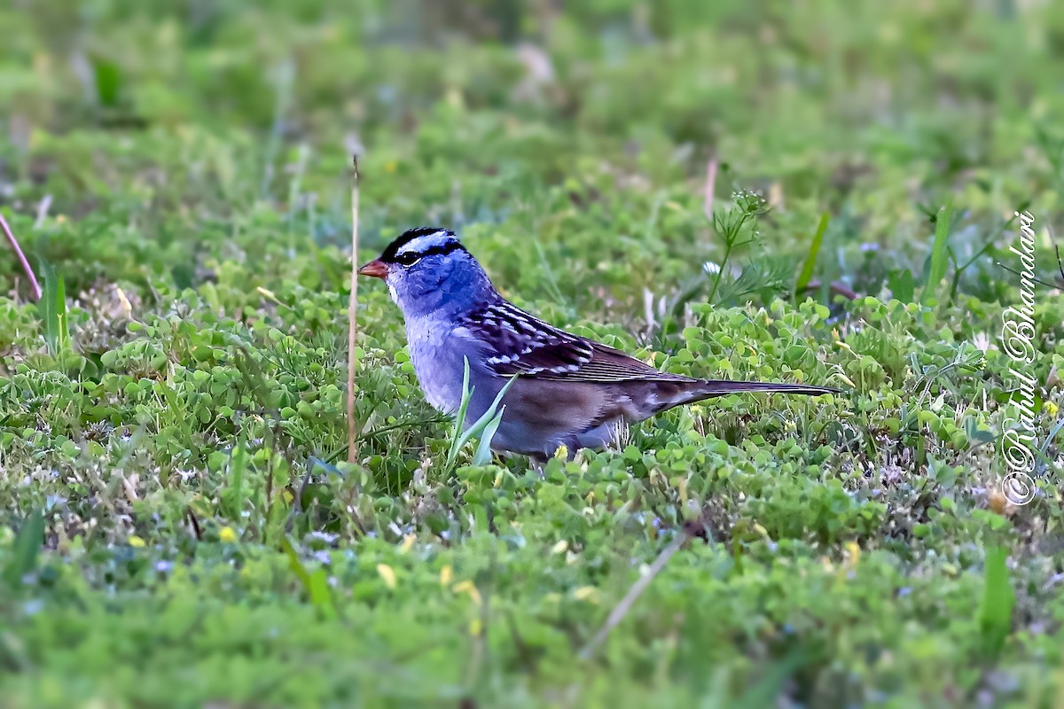 White-crowned Sparrow - ML643778691