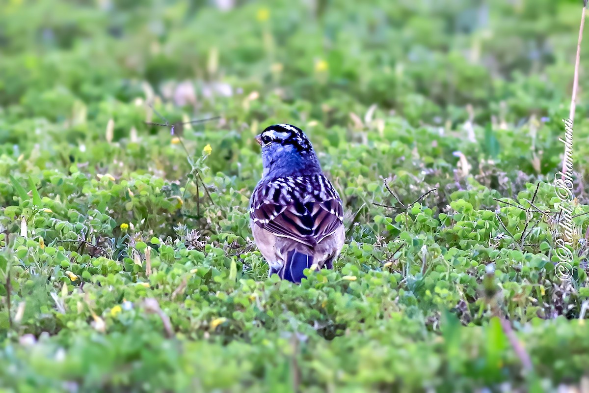 White-crowned Sparrow - ML643778692