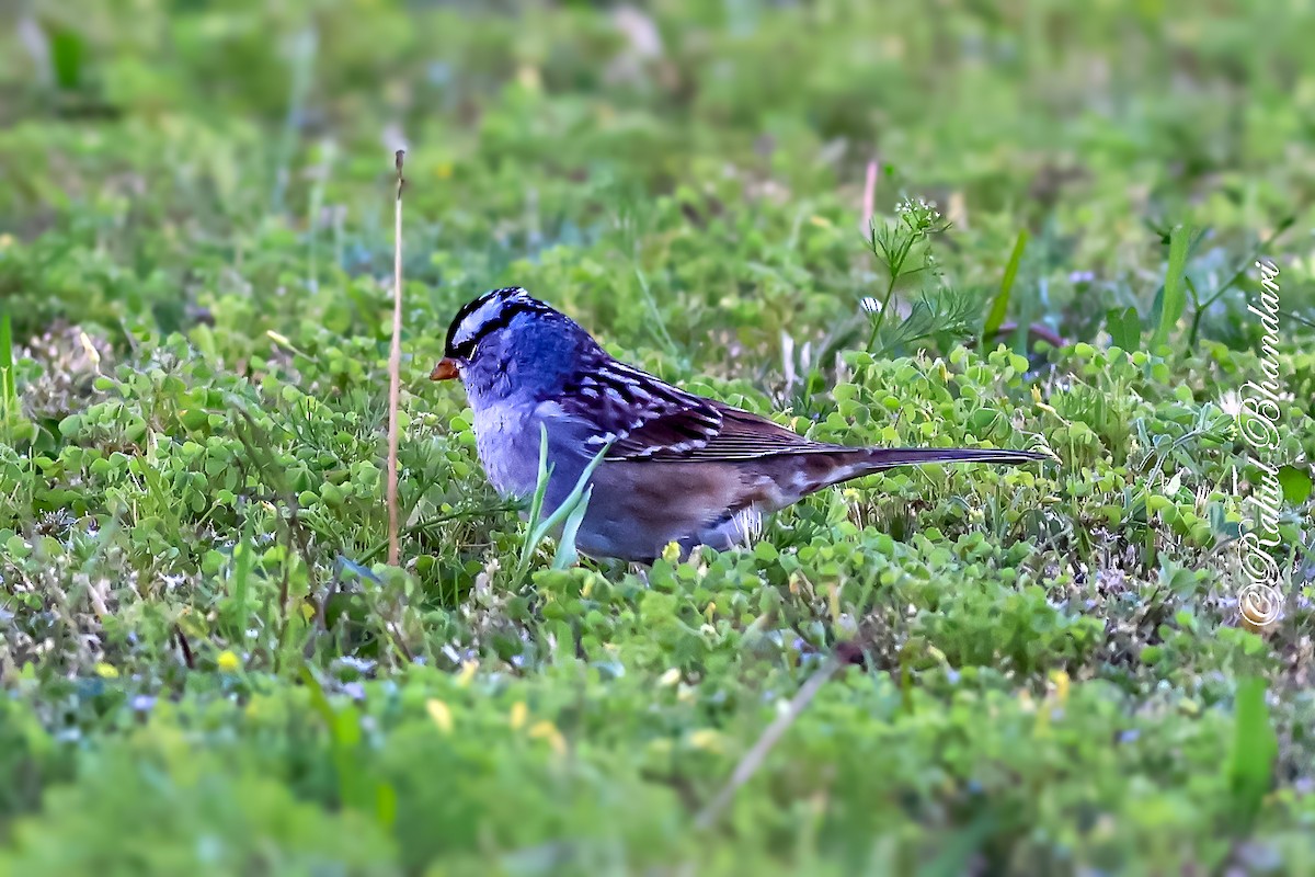 White-crowned Sparrow - ML643778693