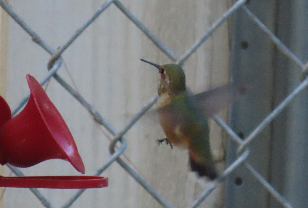 Rufous Hummingbird - ML643778694