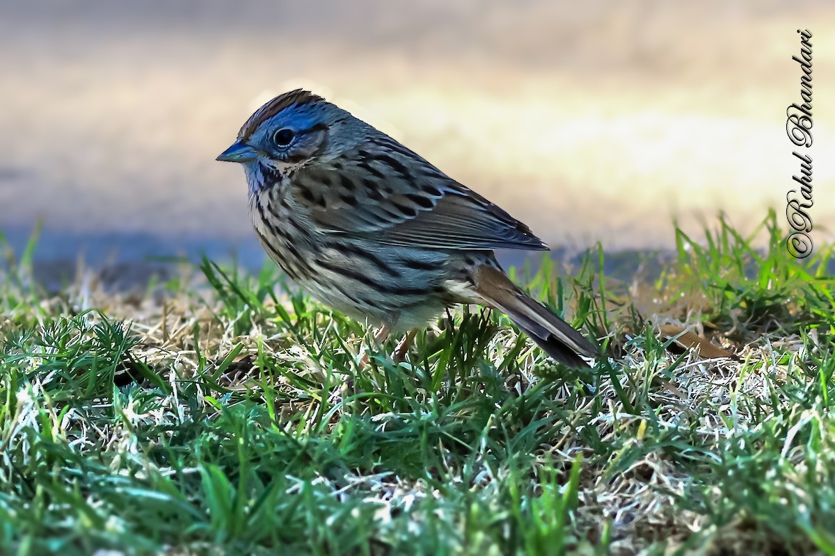 Lincoln's Sparrow - ML643778699