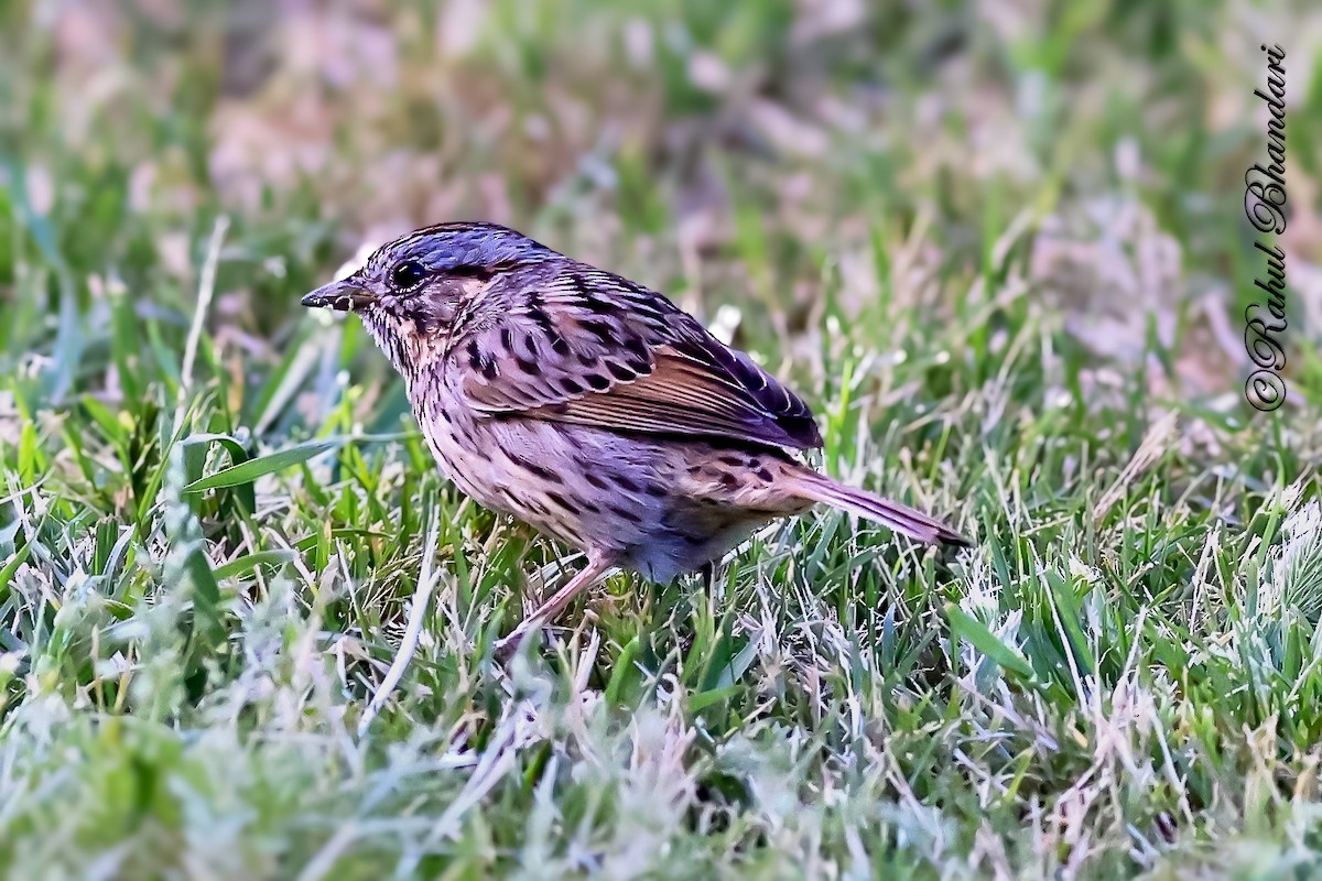 Lincoln's Sparrow - ML643778700