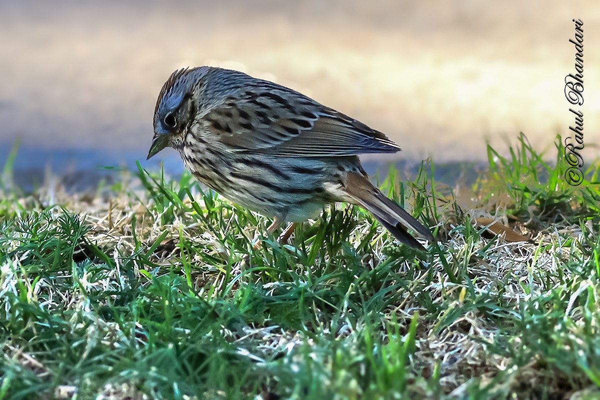Lincoln's Sparrow - ML643778701
