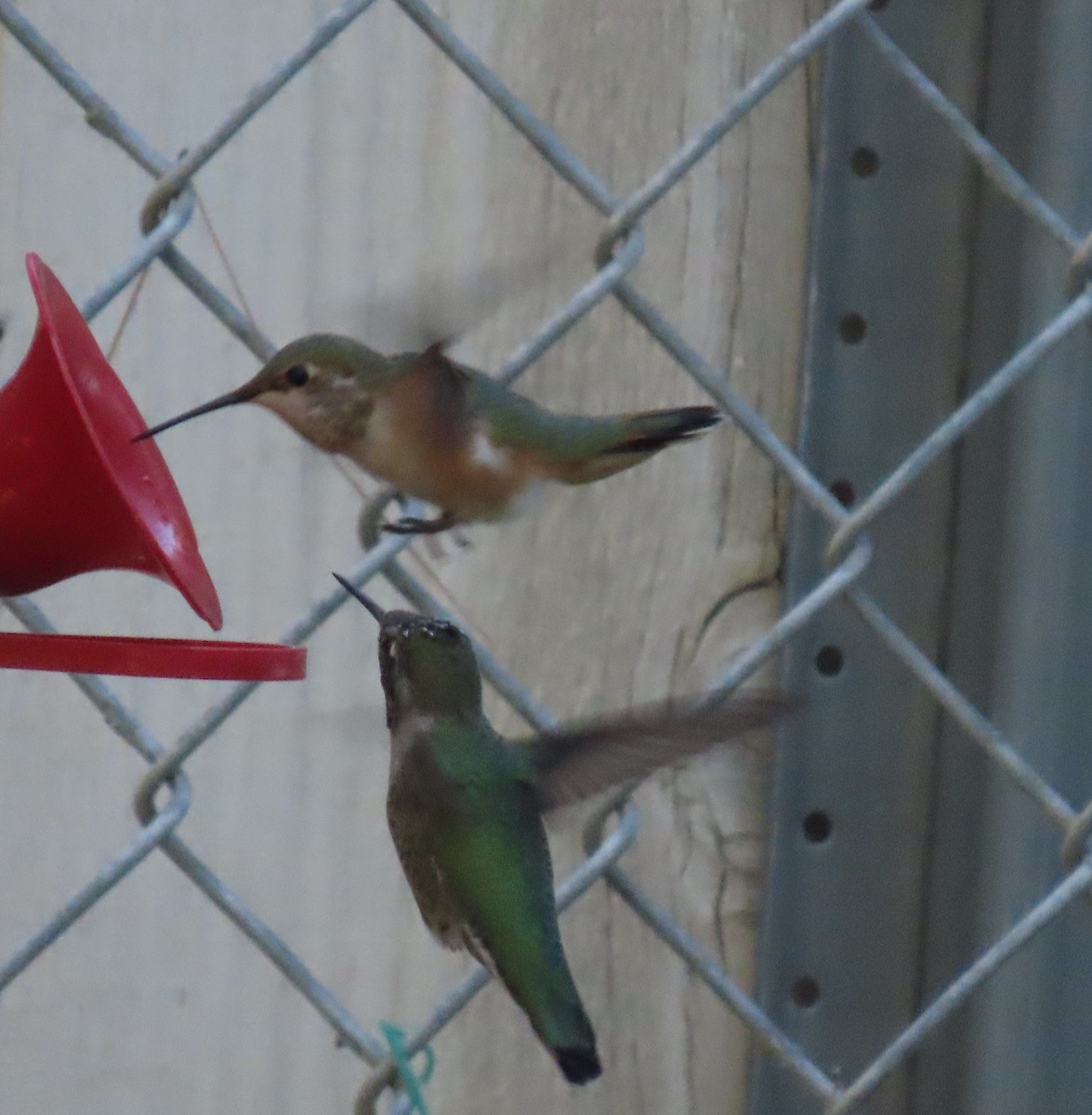 Rufous Hummingbird - ML643778703